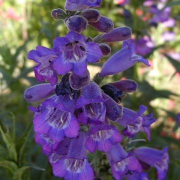 Penstemon Russian River