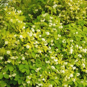 Philadelphus coronarius Aureus - Celinda