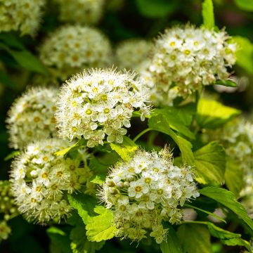 Physocarpus opulifolius Nugget