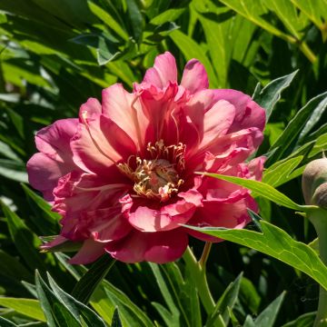 Peonia Itoh Julia Rose