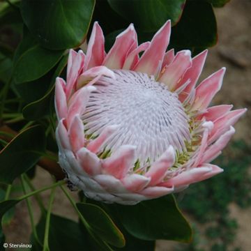 Protea cynaroides - Protea rey