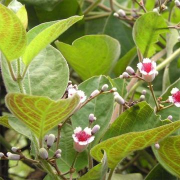 Planta de queso - Paederia lanuginosa