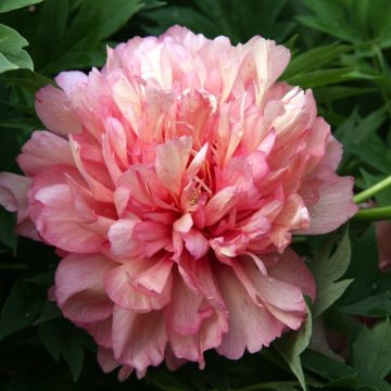 Peonia Itoh Hillary