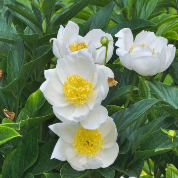 Peonia lactiflora Jan van Leeuwen