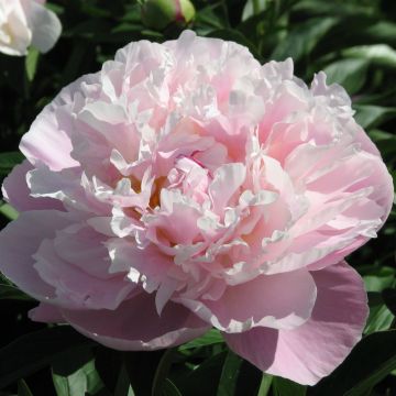 Peonia lactiflora Lady Alexandra Duff