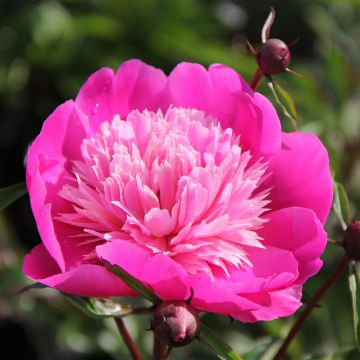 Peonia lactiflora Madame Emile Debatène