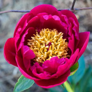 Peonia lactiflora Nippon Beauty