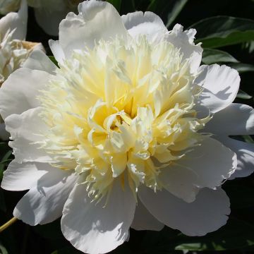 Peonia lactiflora Primevère