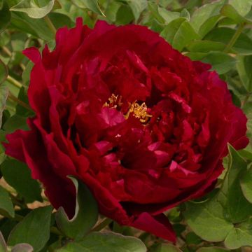 Peonía arbustiva Wu Jin Yao Hui - Paeonia suffruticosa