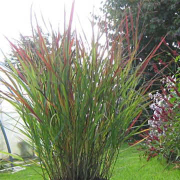 Panicum virgatum Cheyenne Sky