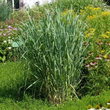 Panicum virgatum Dallas Blues