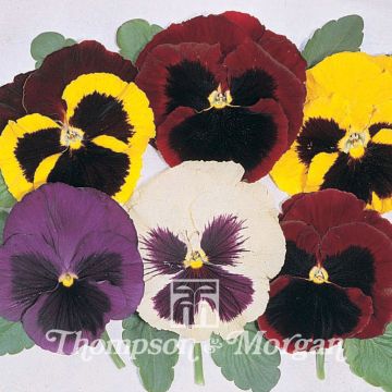 Viola Majestic Giant Mixed - Violeta