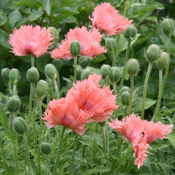 Amapola oriental Pink Ruffles - Papaver orientale