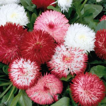 Bellis perennis Habanera - Margarita de los prados