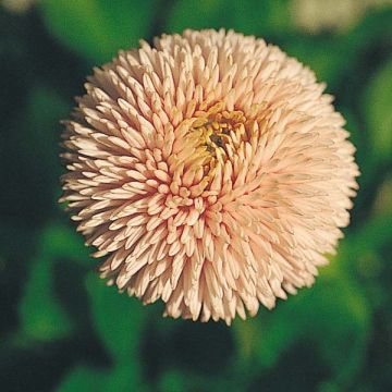 Bellis perennis Robella - Margarita de los prados