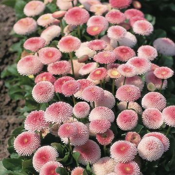 Bellis perennis Tasso Strawberries & Cream - Margarita de los prados