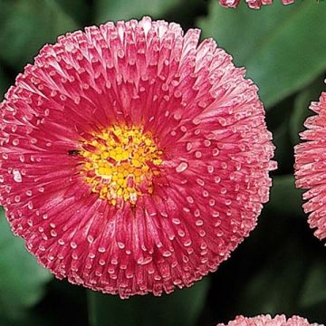 Bellis perennis Tasso Pink - Margarita de los prados