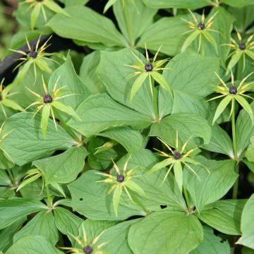 Paris quadrifolia - Uva de zorra