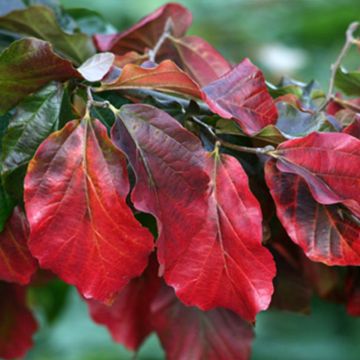 Parrotia persica Burgundy - Árbol de hierro