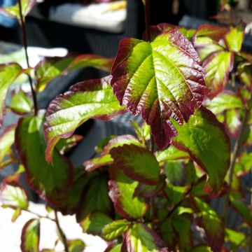 Parrotia persica Persian Spire - Árbol de hierro