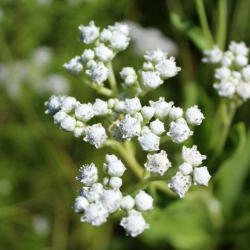 Quinina salvaje - Parthenium integrifolium