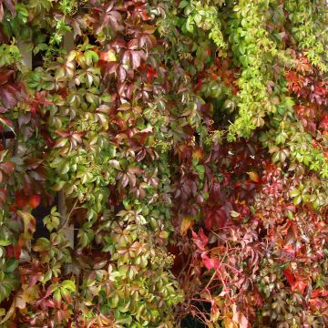 Parthenocissus quinquefolia Murorum - Parra virgen