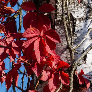 Parthenocissus quinquefolia Red wall Troki - Parra virgen