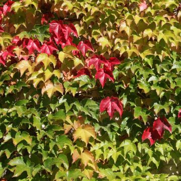 Parthenocissus tricuspidata Veitchii Robusta - Parra virgen