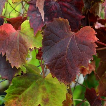 Parthenocissus tricuspidata Atropurpurea - Parra virgen