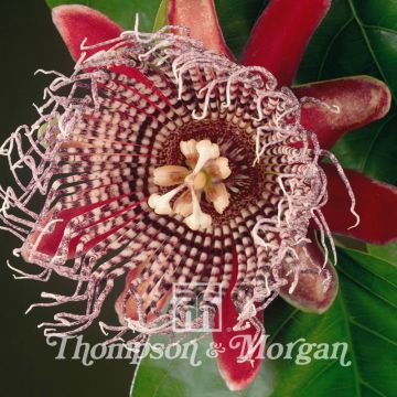 Passiflora alata (semillas) - Flor de la pasión