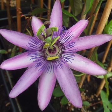 Passiflora Lavender Lady - Flor de la pasión