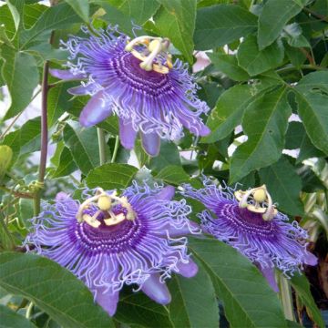 Passiflora Incense - Flor de la pasión