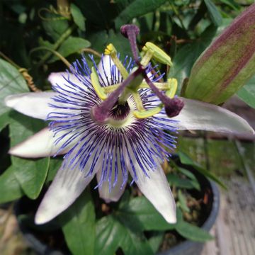 Passiflora Amethyst Blanche - Flor de la pasión