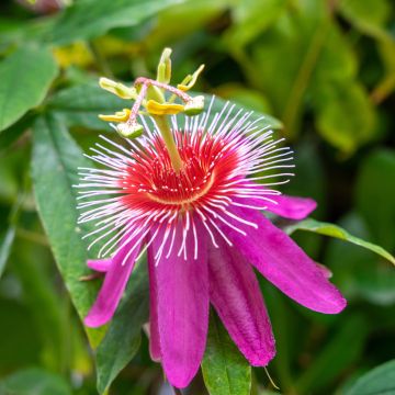 Passiflora Anastasia - Flor de la pasión