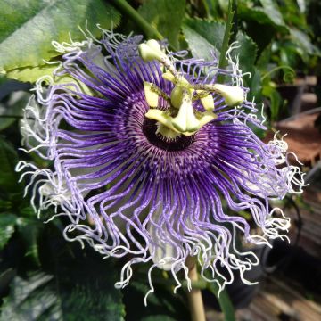 Passiflora Byron Beauty - Flor de la pasión