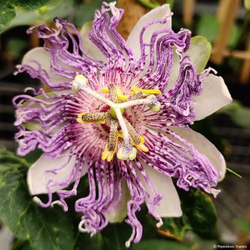 Passiflora incarnata Eia popeia - Flor de la pasión