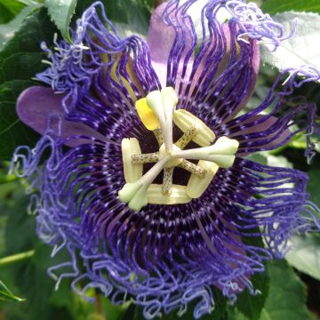 Passiflora Essenza - Flor de la pasión