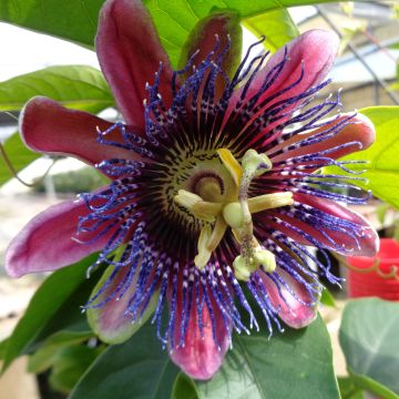 Passiflora Marijke - Flor de la pasión