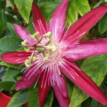 Passiflora Michael - Flor de la pasión