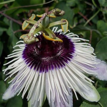 Passiflora Panda - Flor de la pasión