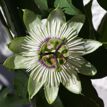 Passiflora White lightening - Flor de la pasión