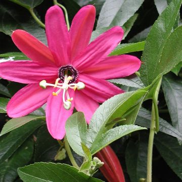 Passiflora Exoniensis - Flor de la pasión