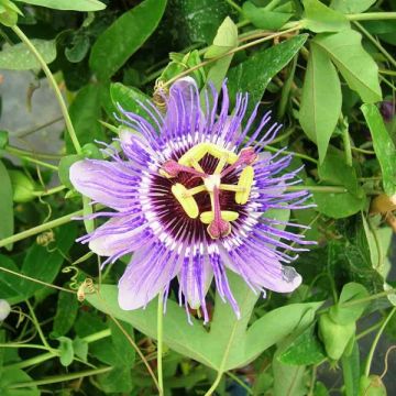 Passiflora caerulea Purple Haze - Flor de la pasión