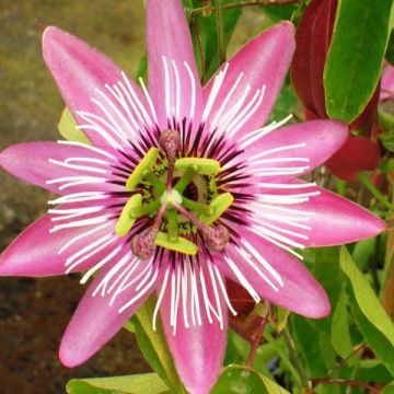 Passiflora Victoria - Flor de la pasión