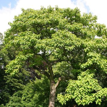 Paulownia tomentosa - Paulonia imperial