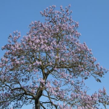 Paulownia tomentosa (semillas) - Paulonia imperial