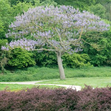 Paulownia tomentosa Hulsdonk