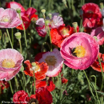 Amapola común De Reconvilier - Papaver rhoeas