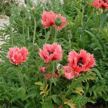 Amapola oriental Clochard - Papaver orientale