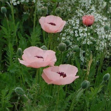 Amapola oriental Queen Alexandra - Papaver orientale